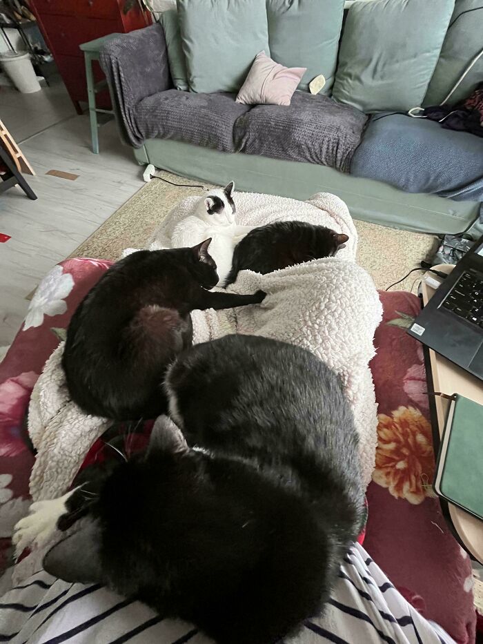 Emergency Bathroom Request From The Council