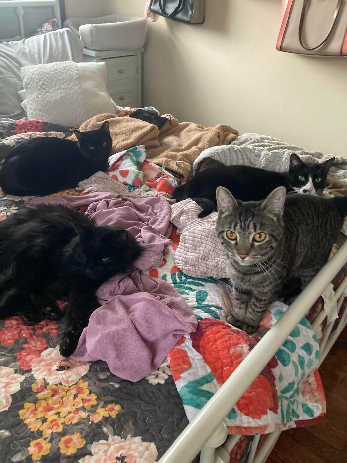 Today's Council Meeting Happening Right on the Laundry… Of Course