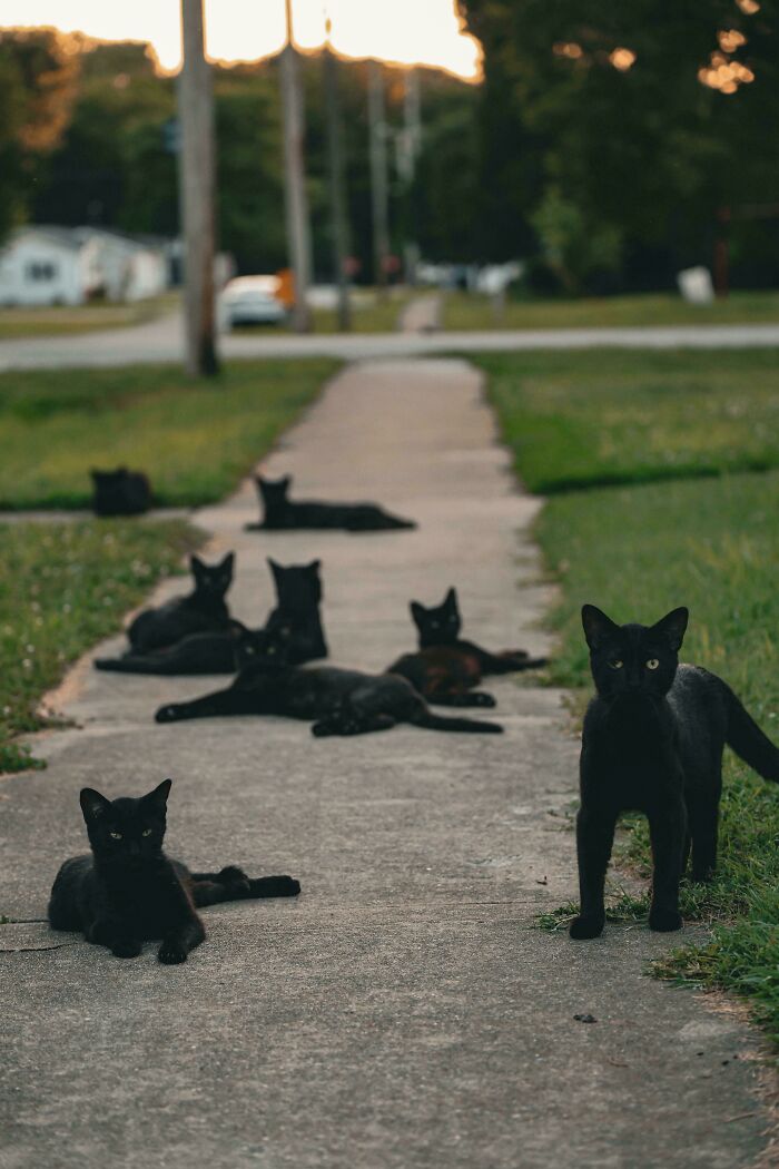 Meet The Mysterious Cat Council: Furry Felines Plotting Something (We Hope It's Not World Domination)