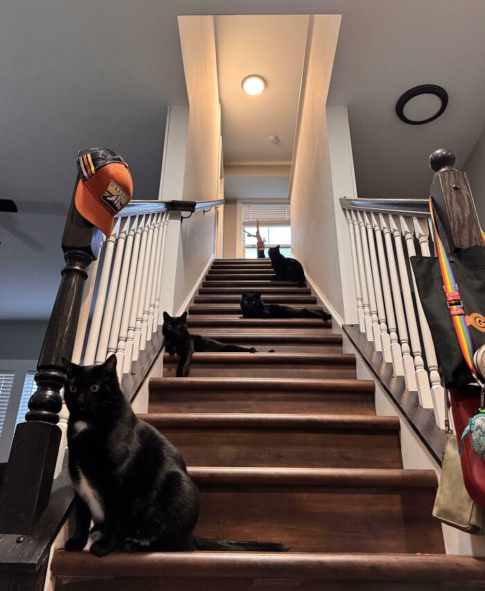 Meet The Mysterious Cat Council: Furry Felines Plotting Something (We Hope It's Not World Domination)