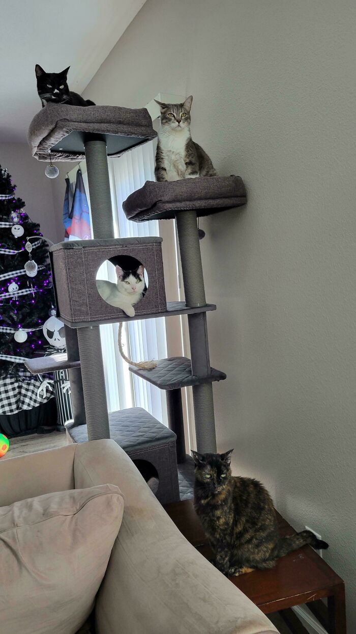 Meet The Mysterious Cat Council: Furry Felines Plotting Something (We Hope It's Not World Domination)