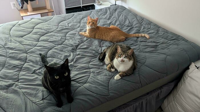 Meet The Mysterious Cat Council: Furry Felines Plotting Something (We Hope It's Not World Domination)