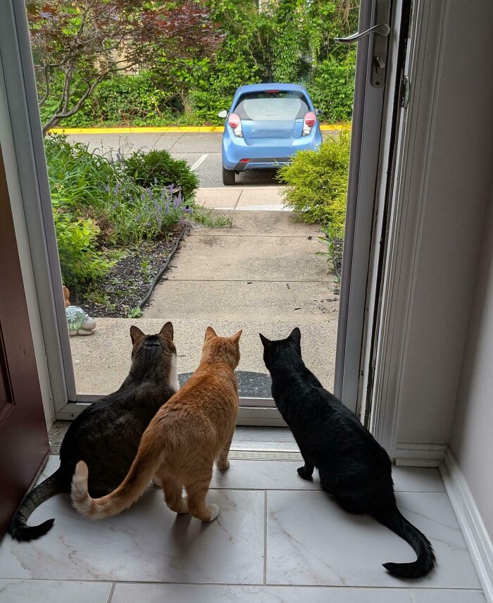 Meet The Mysterious Cat Council: Furry Felines Plotting Something (We Hope It's Not World Domination)