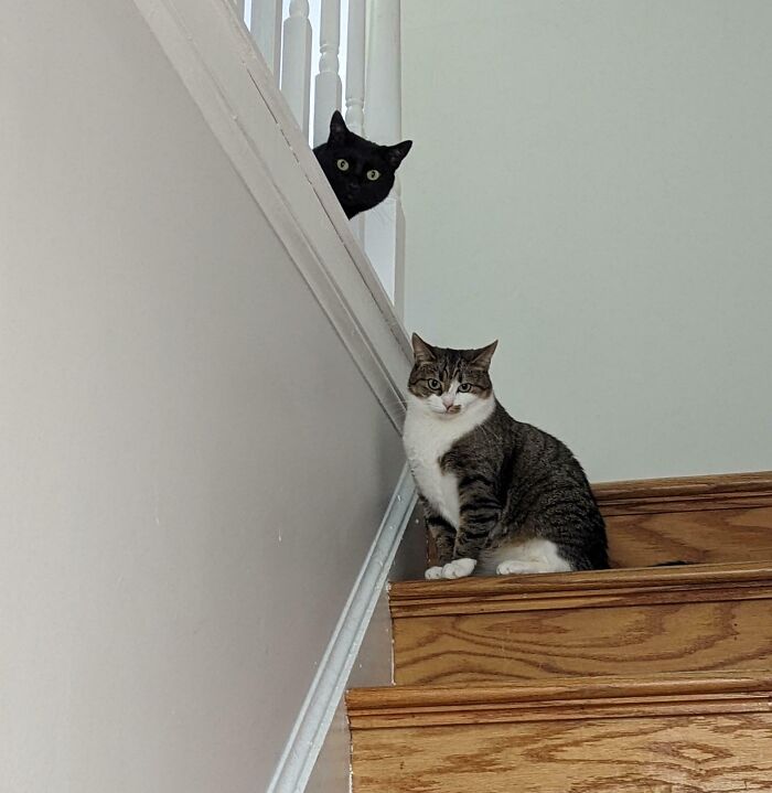 Meet The Mysterious Cat Council: Furry Felines Plotting Something (We Hope It's Not World Domination)