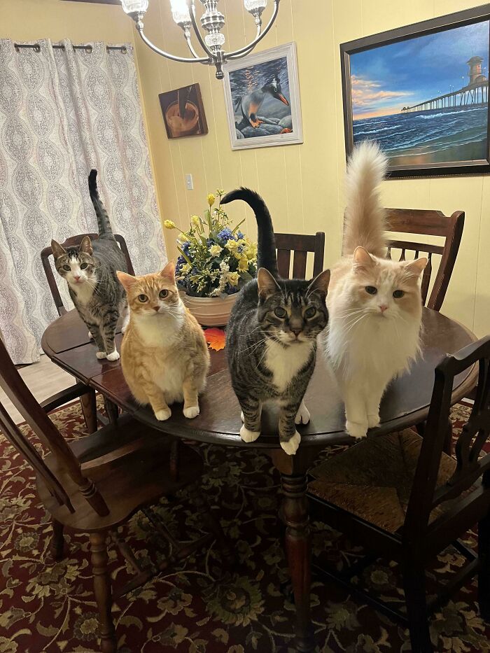 Meet The Mysterious Cat Council: Furry Felines Plotting Something (We Hope It's Not World Domination)