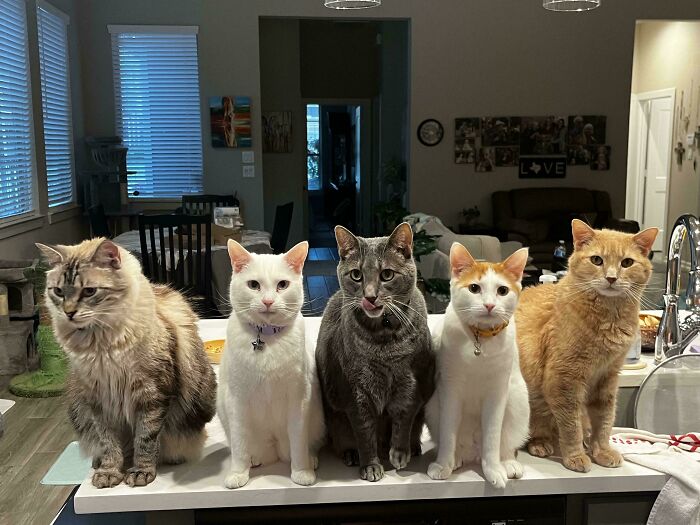 Meet The Mysterious Cat Council: Furry Felines Plotting Something (We Hope It's Not World Domination)
