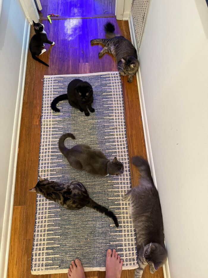 Meet The Mysterious Cat Council: Furry Felines Plotting Something (We Hope It's Not World Domination)