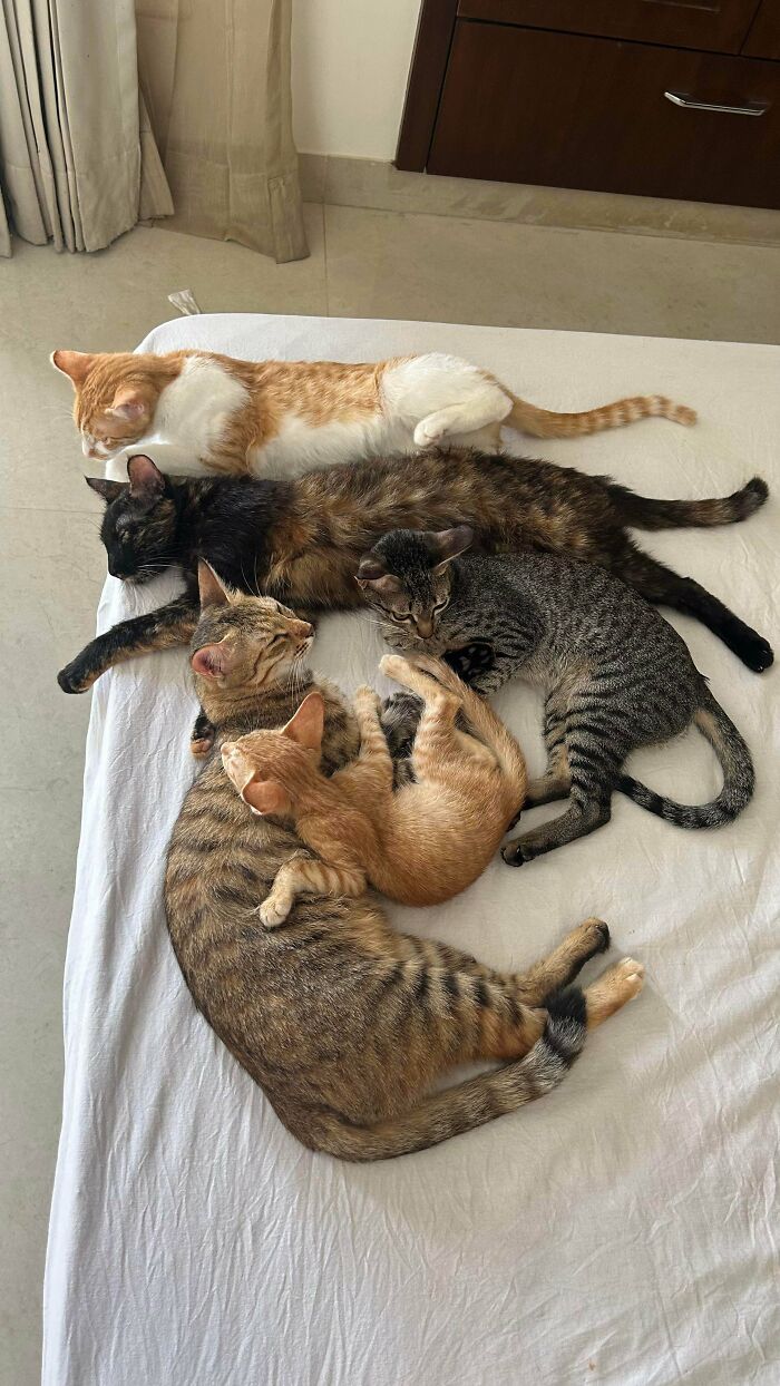 Meet The Mysterious Cat Council: Furry Felines Plotting Something (We Hope It's Not World Domination)