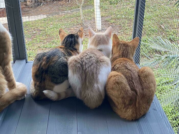 Meet The Mysterious Cat Council: Furry Felines Plotting Something (We Hope It's Not World Domination)