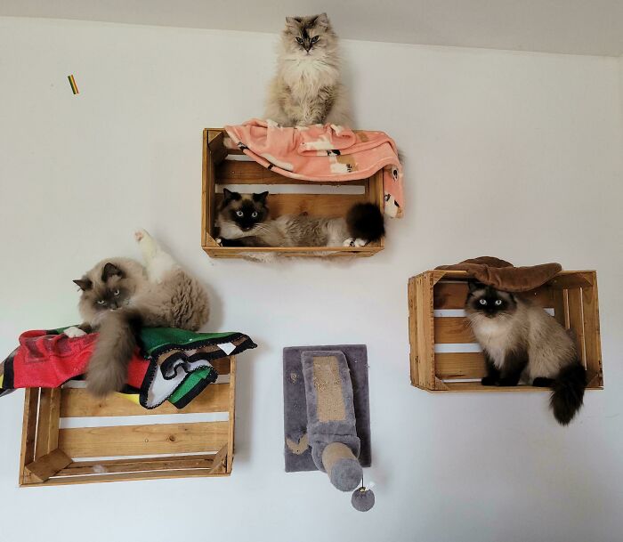 Meet The Mysterious Cat Council: Furry Felines Plotting Something (We Hope It's Not World Domination)