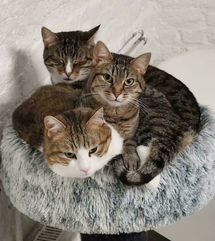 Meet The Mysterious Cat Council: Furry Felines Plotting Something (We Hope It's Not World Domination)