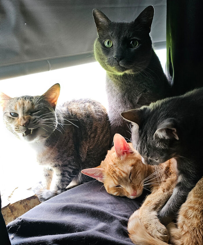 Meet The Mysterious Cat Council: Furry Felines Plotting Something (We Hope It's Not World Domination)