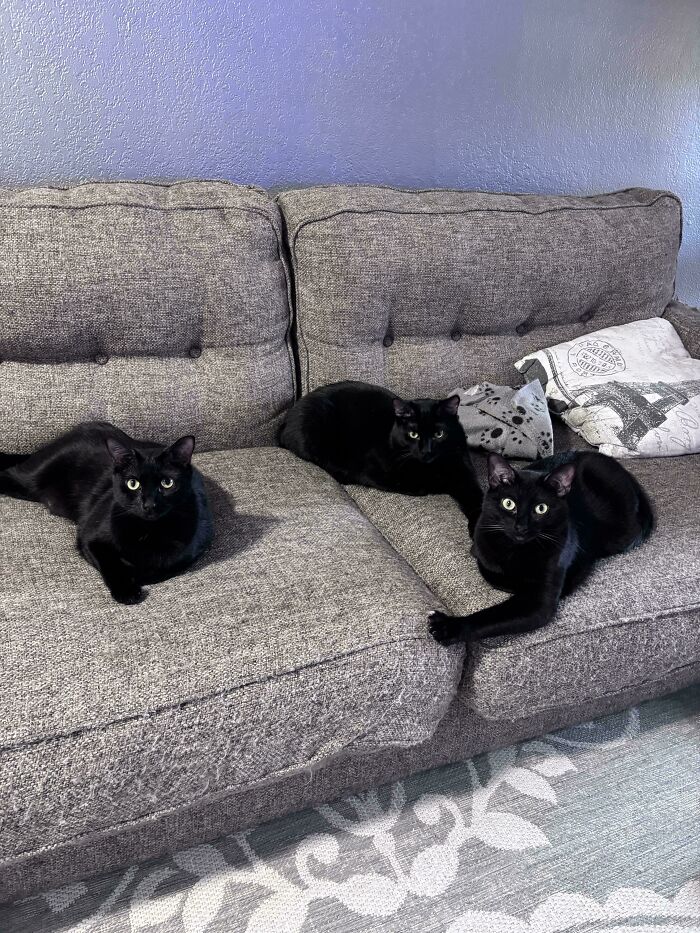 Meet The Mysterious Cat Council: Furry Felines Plotting Something (We Hope It's Not World Domination)