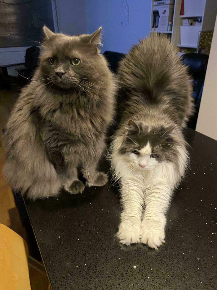 Meet The Mysterious Cat Council: Furry Felines Plotting Something (We Hope It's Not World Domination)