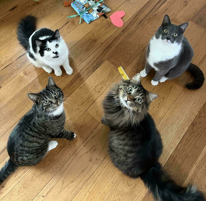 Meet The Mysterious Cat Council: Furry Felines Plotting Something (We Hope It's Not World Domination)