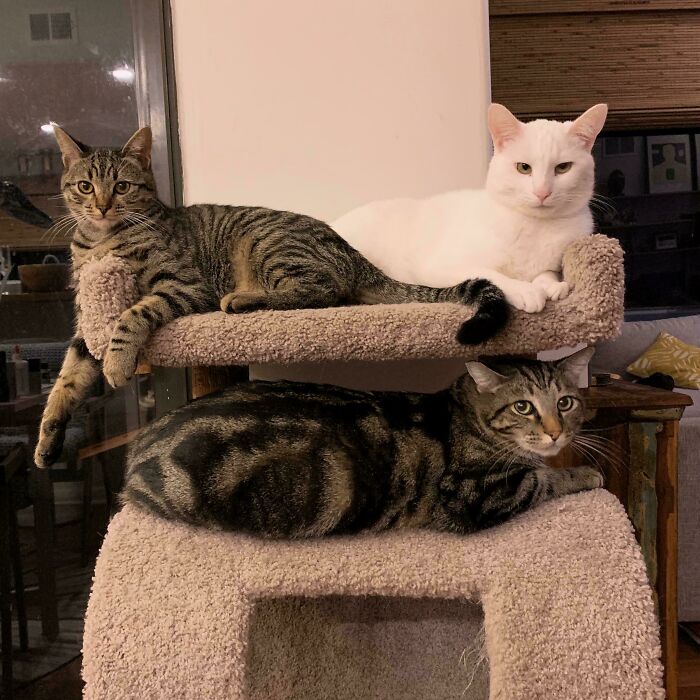 Meet The Mysterious Cat Council: Furry Felines Plotting Something (We Hope It's Not World Domination)