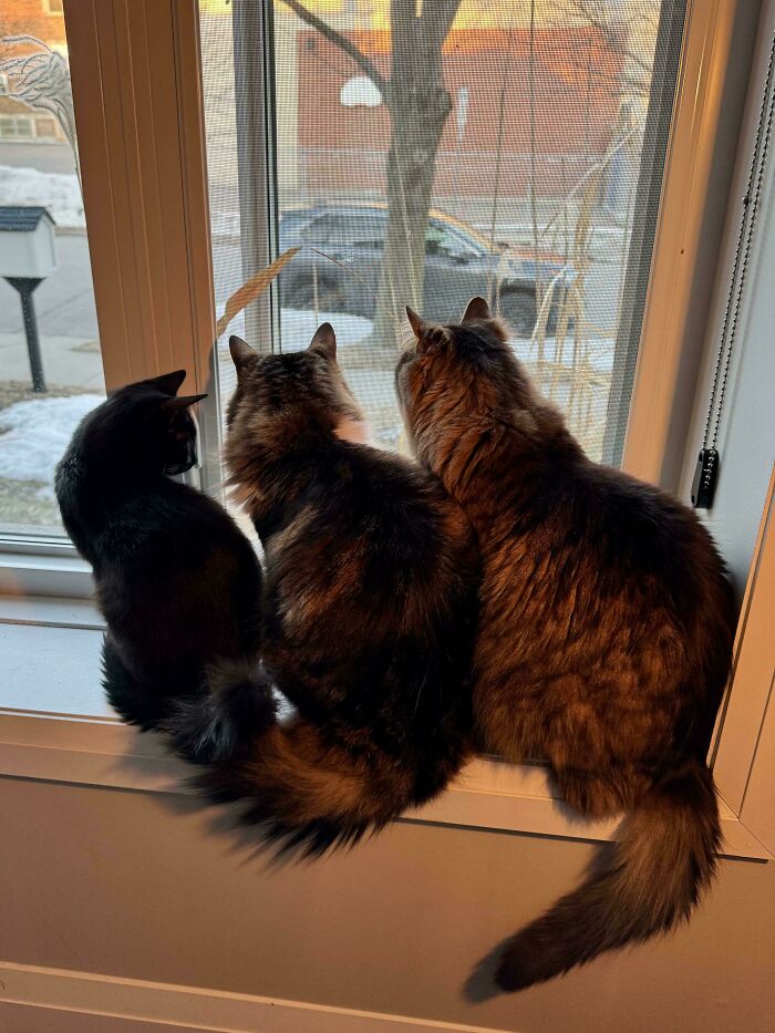 Meet The Mysterious Cat Council: Furry Felines Plotting Something (We Hope It's Not World Domination)