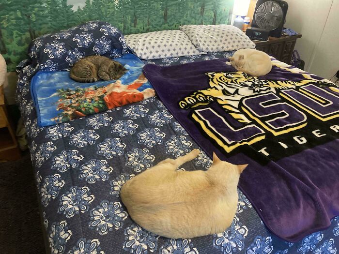 Meet The Mysterious Cat Council: Furry Felines Plotting Something (We Hope It's Not World Domination)