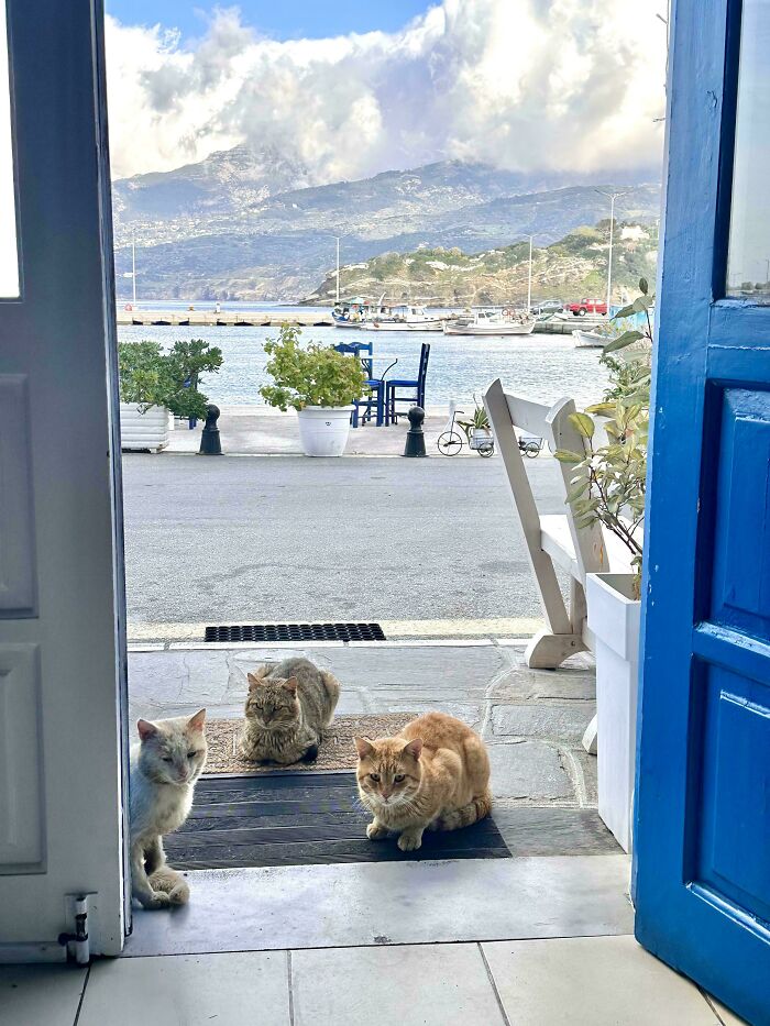 Meet The Mysterious Cat Council: Furry Felines Plotting Something (We Hope It's Not World Domination)