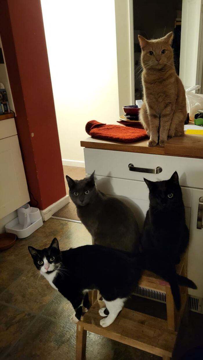 Meet The Mysterious Cat Council: Furry Felines Plotting Something (We Hope It's Not World Domination)