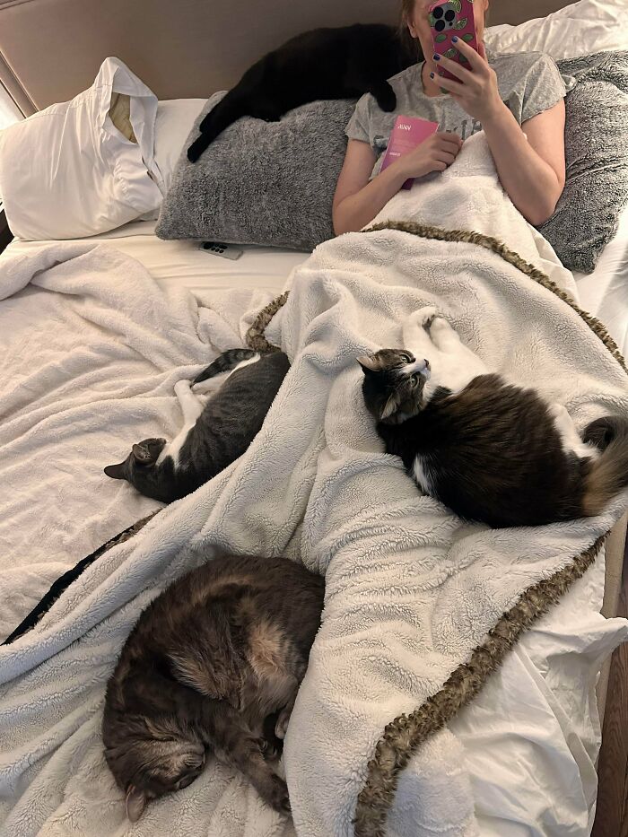 Meet The Mysterious Cat Council: Furry Felines Plotting Something (We Hope It's Not World Domination)