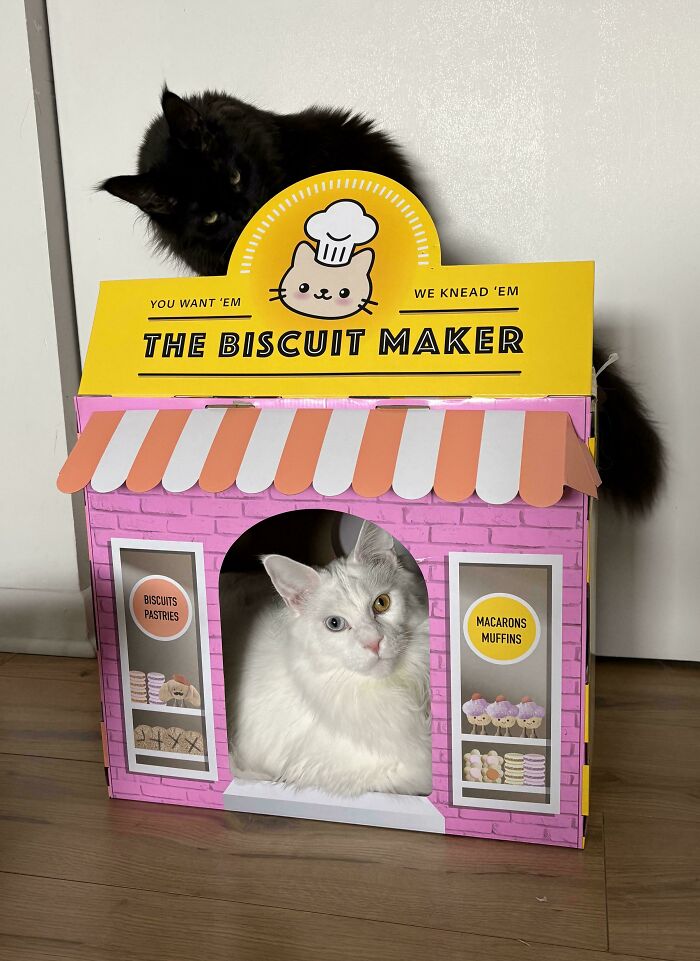 Meet The Mysterious Cat Council: Furry Felines Plotting Something (We Hope It's Not World Domination)