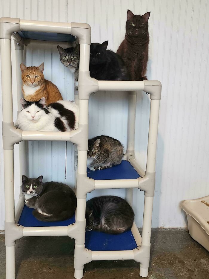 Meet The Mysterious Cat Council: Furry Felines Plotting Something (We Hope It's Not World Domination)