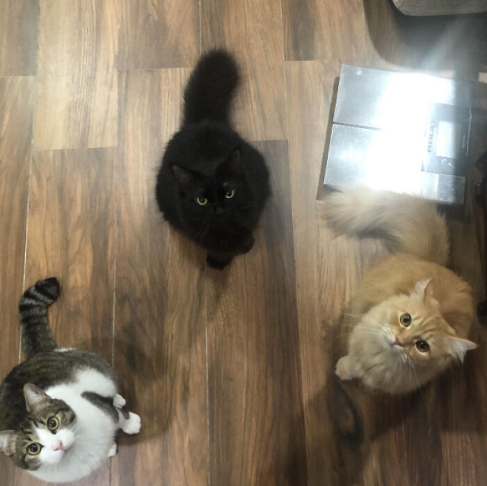 Meet The Mysterious Cat Council: Furry Felines Plotting Something (We Hope It's Not World Domination)