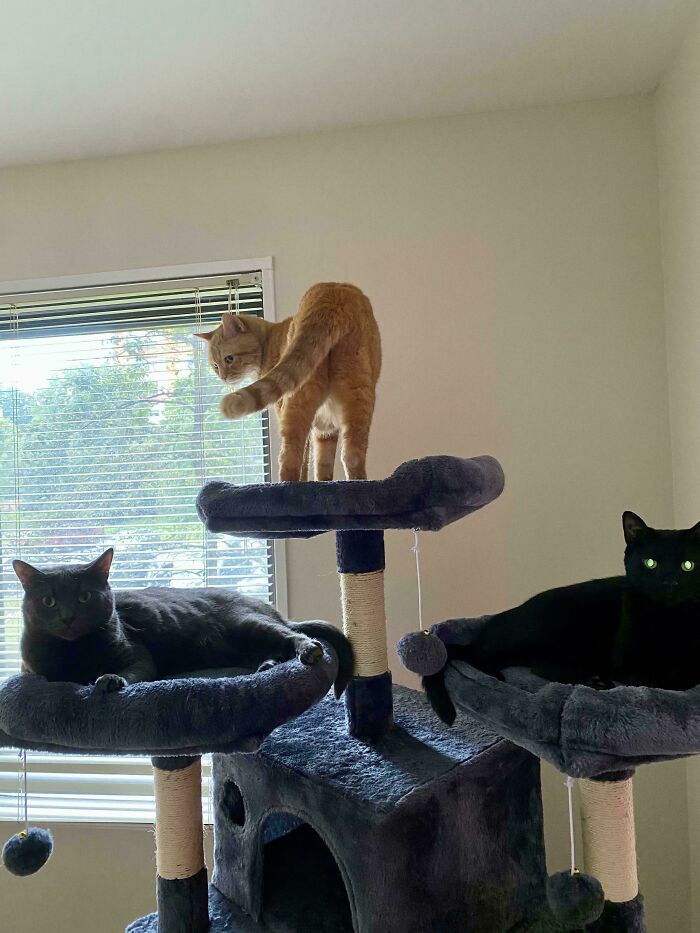 Meet The Mysterious Cat Council: Furry Felines Plotting Something (We Hope It's Not World Domination)