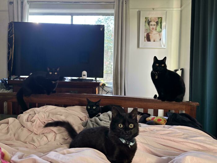 Meet The Mysterious Cat Council: Furry Felines Plotting Something (We Hope It's Not World Domination)