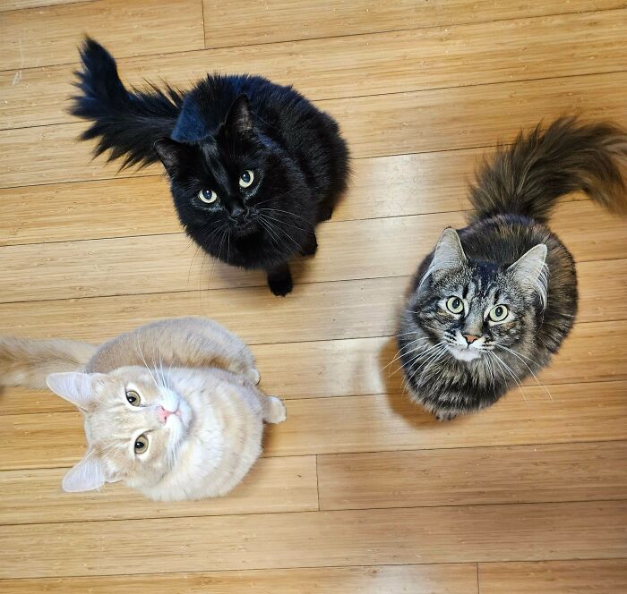 Meet The Mysterious Cat Council: Furry Felines Plotting Something (We Hope It's Not World Domination)