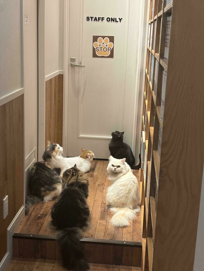 Meet The Mysterious Cat Council: Furry Felines Plotting Something (We Hope It's Not World Domination)