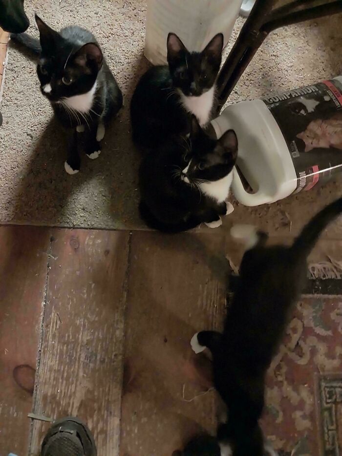 Meet The Mysterious Cat Council: Furry Felines Plotting Something (We Hope It's Not World Domination)