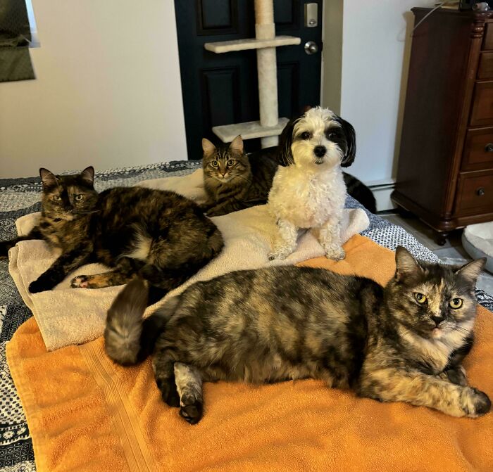 Meet The Mysterious Cat Council: Furry Felines Plotting Something (We Hope It's Not World Domination)