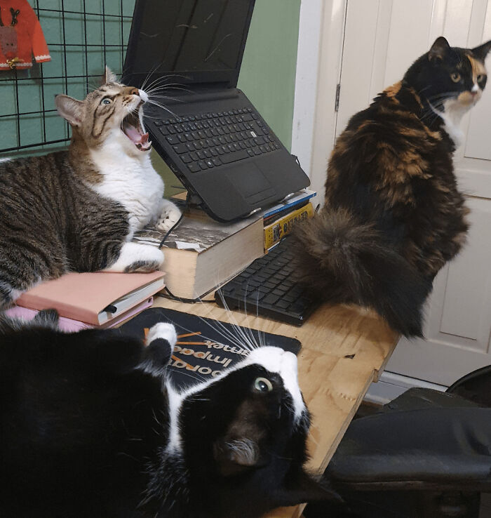 Meet The Mysterious Cat Council: Furry Felines Plotting Something (We Hope It's Not World Domination)