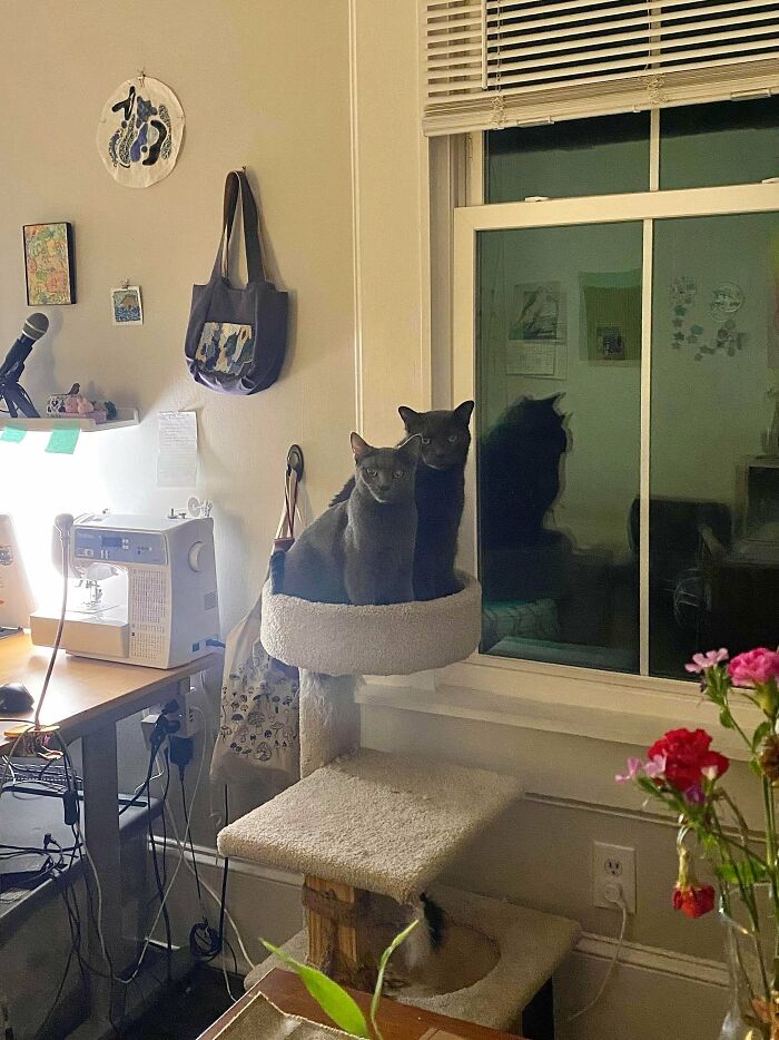 Meet The Mysterious Cat Council: Furry Felines Plotting Something (We Hope It's Not World Domination)