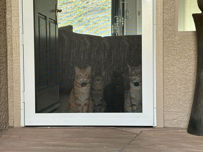 Meet The Mysterious Cat Council: Furry Felines Plotting Something (We Hope It's Not World Domination)