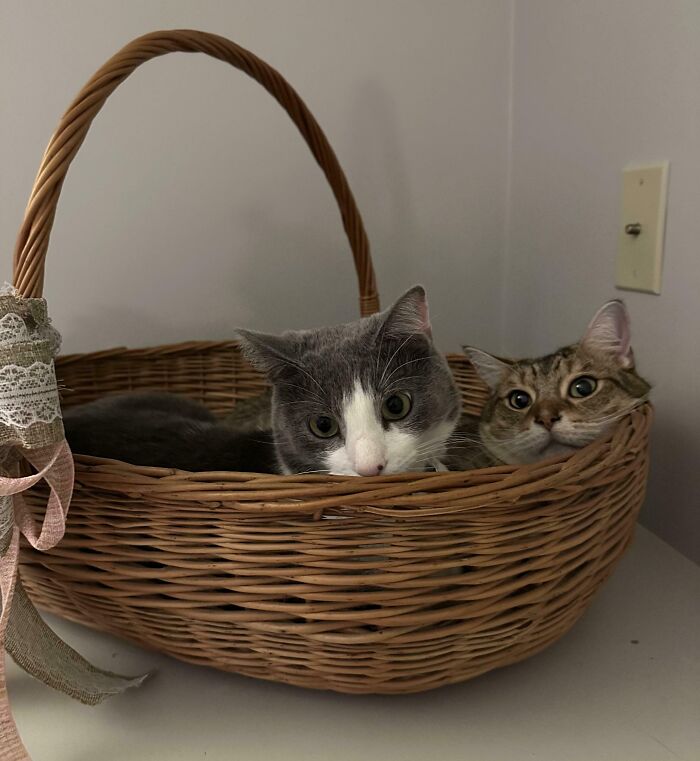 Meet The Mysterious Cat Council: Furry Felines Plotting Something (We Hope It's Not World Domination)