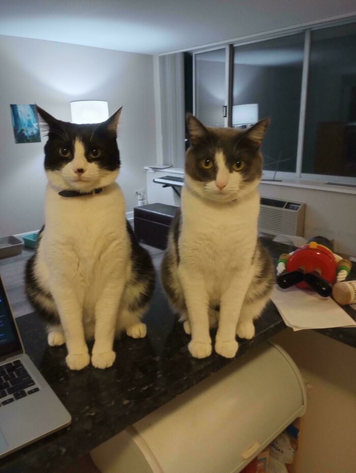 Meet The Mysterious Cat Council: Furry Felines Plotting Something (We Hope It's Not World Domination)