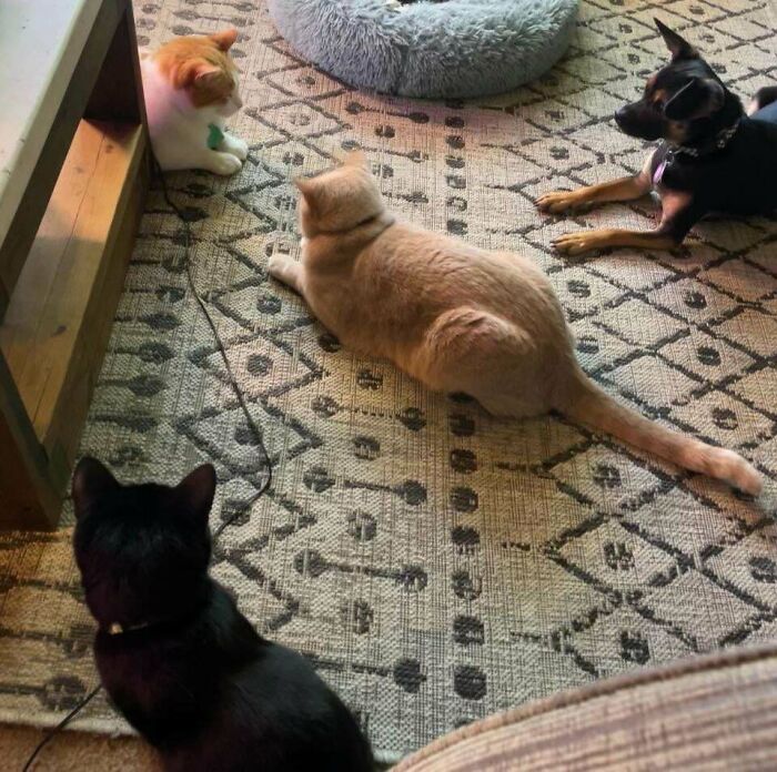 Meet The Mysterious Cat Council: Furry Felines Plotting Something (We Hope It's Not World Domination)