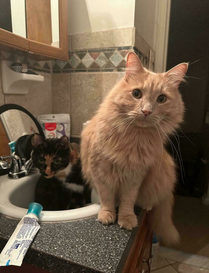 Meet The Mysterious Cat Council: Furry Felines Plotting Something (We Hope It's Not World Domination)