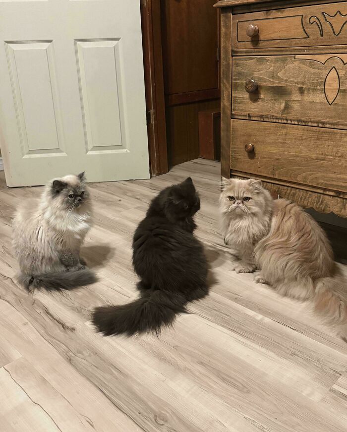 Meet The Mysterious Cat Council: Furry Felines Plotting Something (We Hope It's Not World Domination)