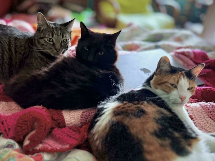 Meet The Mysterious Cat Council: Furry Felines Plotting Something (We Hope It's Not World Domination)