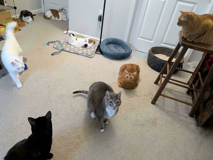 Meet The Mysterious Cat Council: Furry Felines Plotting Something (We Hope It's Not World Domination)