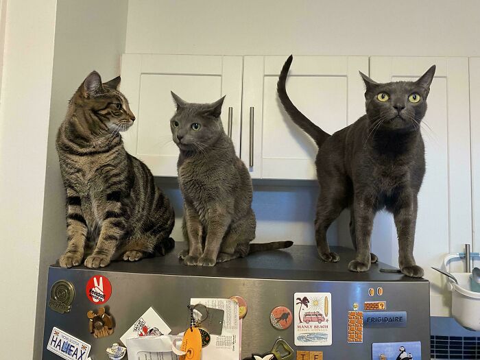 Meet The Mysterious Cat Council: Furry Felines Plotting Something (We Hope It's Not World Domination)
