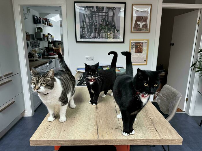 Meet The Mysterious Cat Council: Furry Felines Plotting Something (We Hope It's Not World Domination)