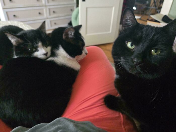 Meet The Mysterious Cat Council: Furry Felines Plotting Something (We Hope It's Not World Domination)