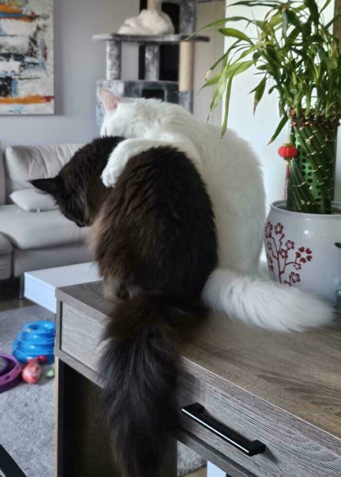 Meet The Mysterious Cat Council: Furry Felines Plotting Something (We Hope It's Not World Domination)