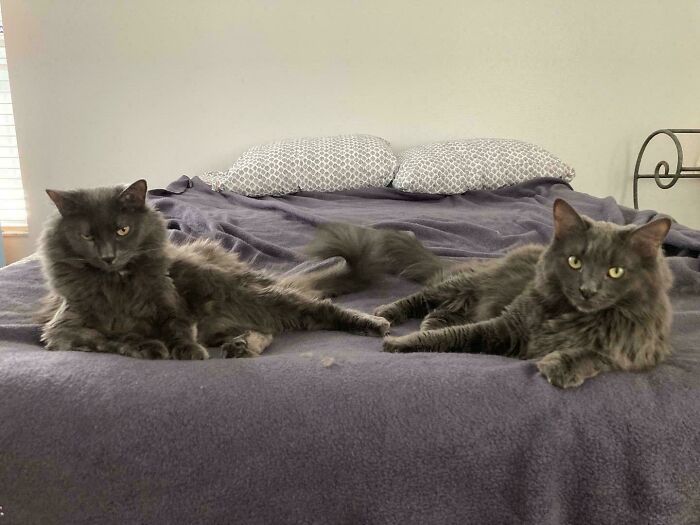 Meet The Mysterious Cat Council: Furry Felines Plotting Something (We Hope It's Not World Domination)