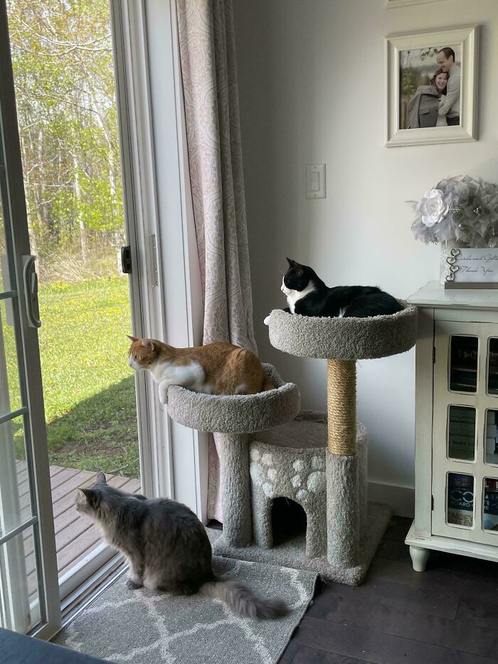 Meet The Mysterious Cat Council: Furry Felines Plotting Something (We Hope It's Not World Domination)